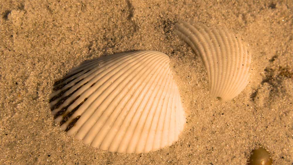 Cognitive Behavioral Therapy Services - Seashells Symbolizing Calmness Seashells on sandy beach representing a calming environment for cognitive behavioral therapy services