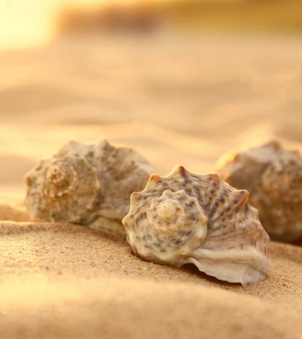 Seashells on the Sand by the Beach A close-up of seashells placed together on the sand.