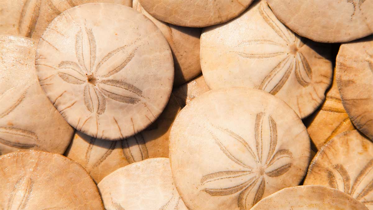 Executive Functioning Sand dollar representing a calming environment for Executive Functioning